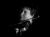 Alice Mentzer